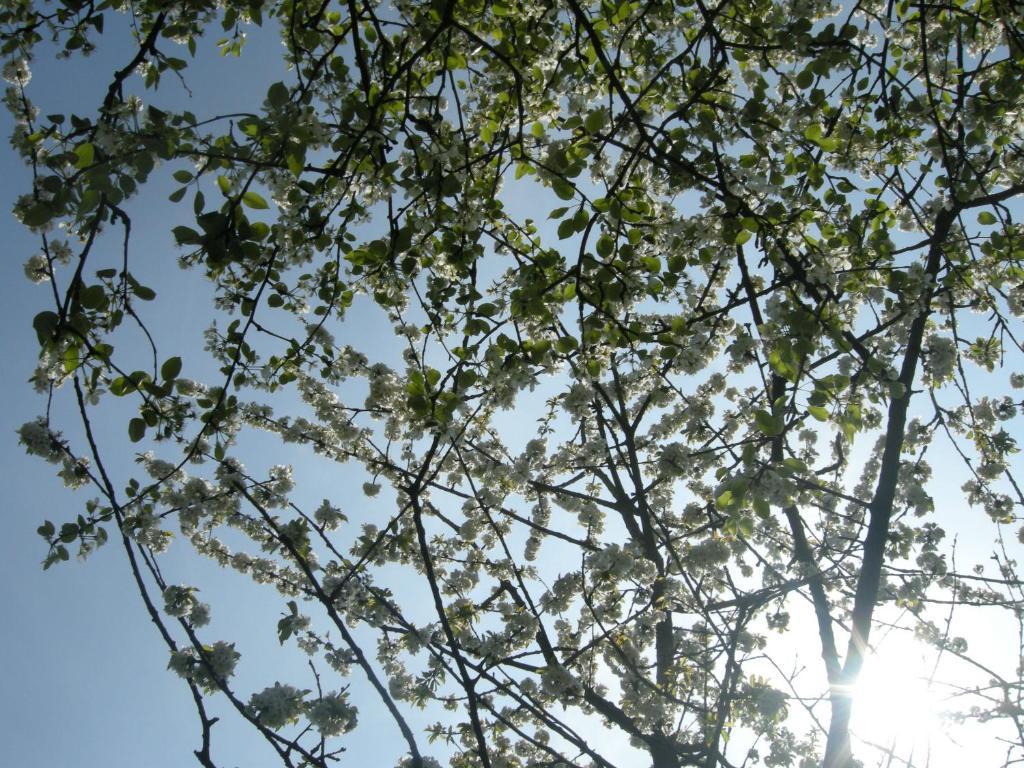 Het Groene Bed Oirschot Bagian luar foto